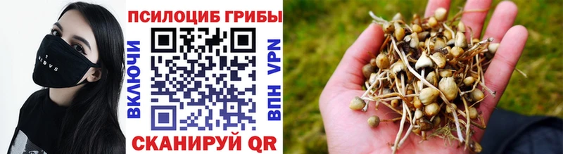 Галлюциногенные грибы Psilocybe  Купить закладки  Петушки 